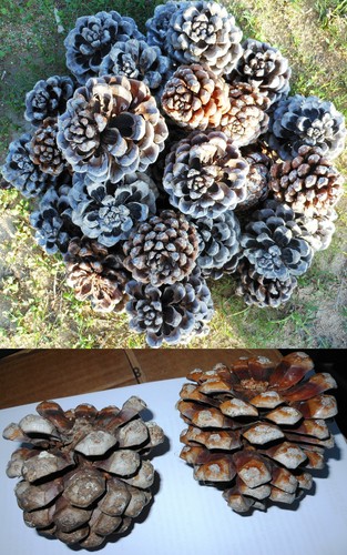 Pigne grandi naturali - grandi,
