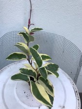 Pianta in vasetto 5,5 cm diametro "Hoya Carnosa"Variegata Tricolor Leggi BENE!