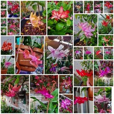 Schlumbergera Ibrido "