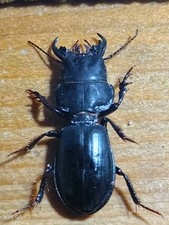 Coleoptera Carabidae Big Male