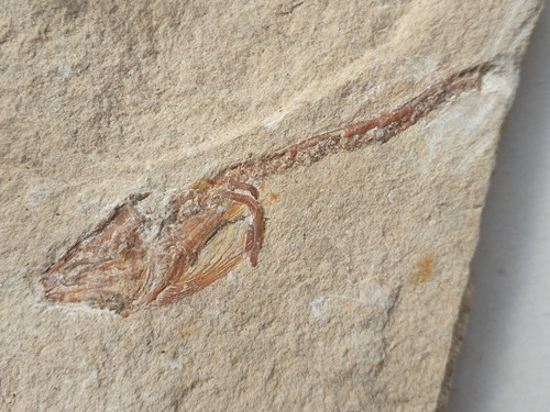 Anguilla fossile enchelion - fossile,
