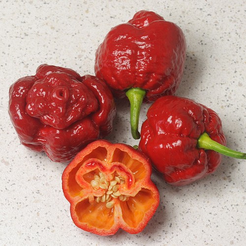 Semi peperoncino dragon - 10,