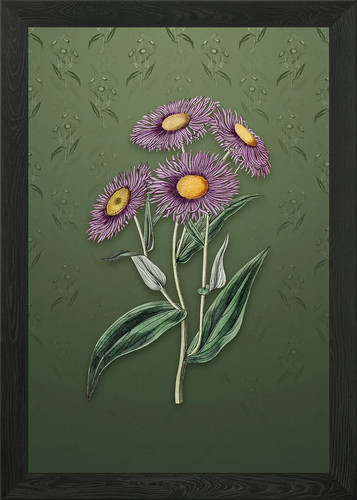 Poster vintage shewy stenactis - vintage,