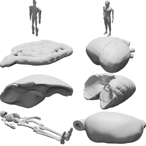 Modello anatomico corpo umano - corpo,