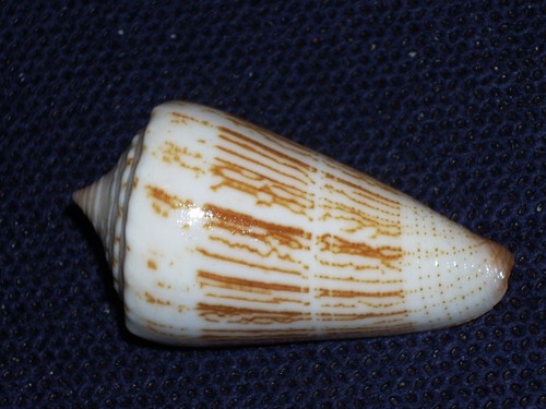 Conus furvus albicans - conus,