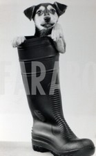 Foto Vintage Animali Regno