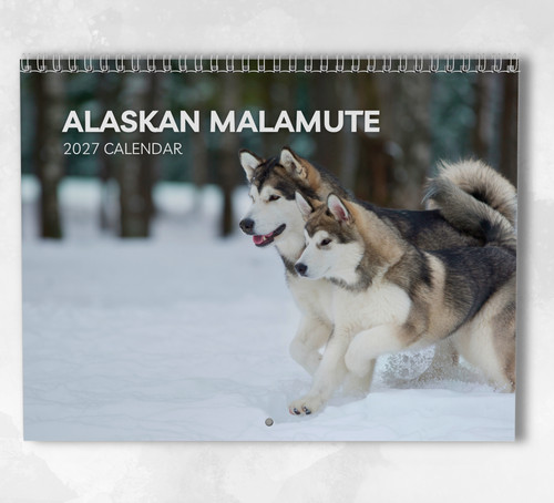 Alaskan malamute calendario - malamute,