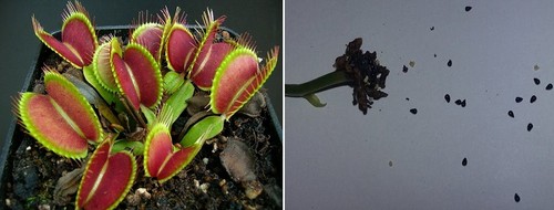 Semi dionaea muscipula - semi,
