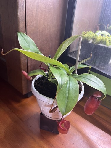 Nepenthes bloody mary - x,
