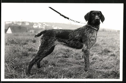 Fotografia cane caccia in - cane,