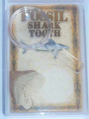 Fossile dente squalo - squalo, a+