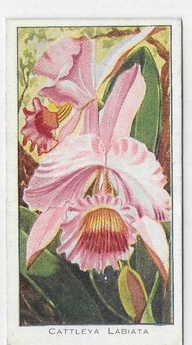 Single card orchids saronicks - single,