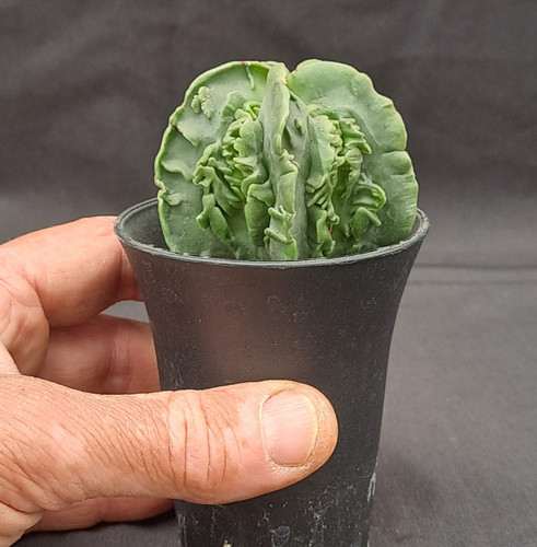Astrophytum myriostigma - , cv