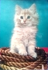 Cartolina con gattino corde - cartolina,