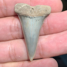 Carcharodon hatalis estinto