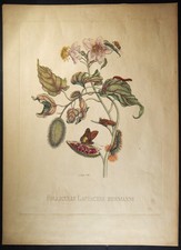 TARGA MARIA SIBILLA MERIAN 44