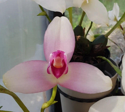 Lycaste virginalis specie