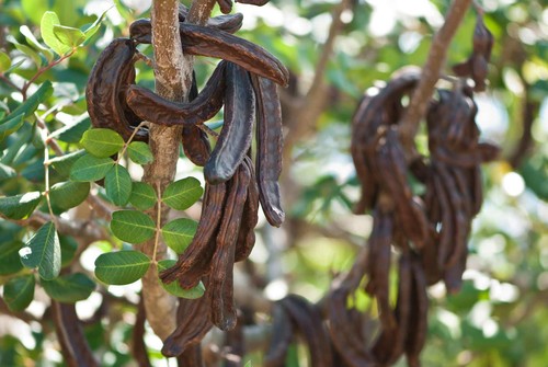 Pianta carrubo ceratonia - di,