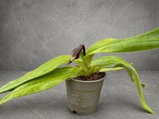 Paphiopedilum sanderianum con