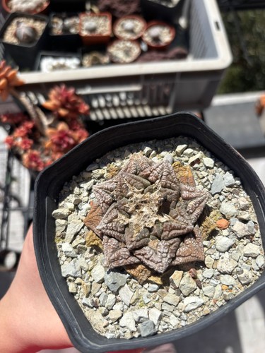 Ariocarpus trafilato duro - trafilato,