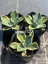Rara pianta succulenta agave
