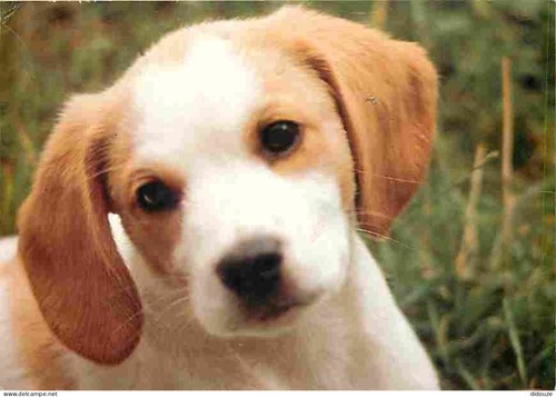 Postcard animals dogs - -,