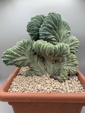 Myrtillocactus geometrizans f.crestata Corallo  Verde Pot 22 Cm Design Verde Blu