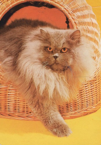 Vecchia cartolina gatto