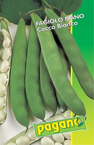Fagiolo nano cocco bianco - nano,