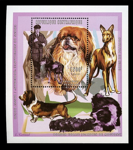 Pekingese border collie - pekingese,