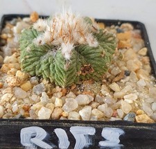 Aztekium ritteri sulle proprie