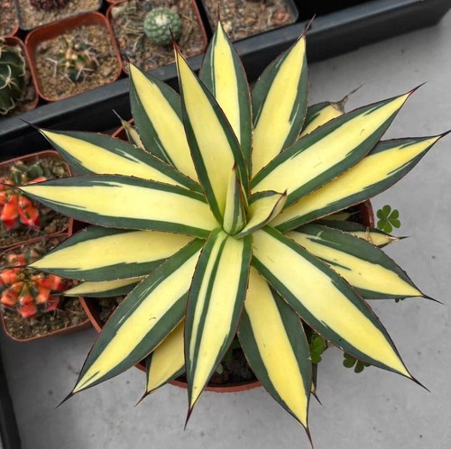 Raro cactus agave luomanni - cactus,