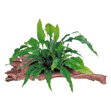 Tronco Con Microsorium Pteropus