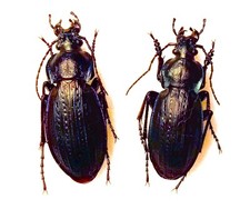 Carabidae CARABINAE Carabus