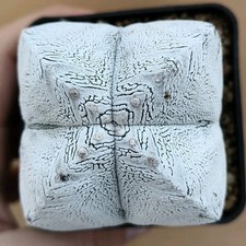 Astrophytum myriostigma