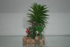 Terrario Deserto Pianta Con