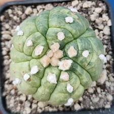 Astrophytum asterias Cv. Kikko