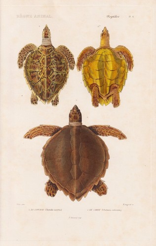 Testudo caretta tartarughe - testudo,