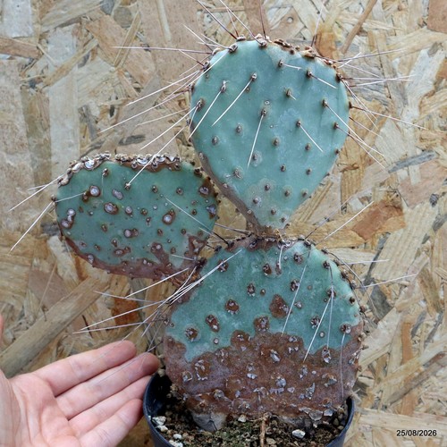 Opuntia vaso 14 - sp., cm