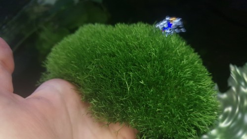 Riccia fluitans 10x10 - riccia,