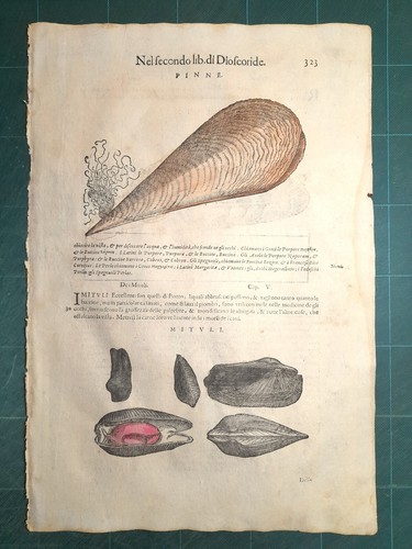Mattioli matthioli erbario - erbario, a
