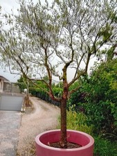 olivo con vaso in pvc altezza con vaso 3,50 