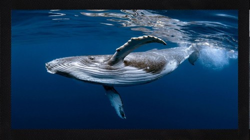 Blue whale ocean - bar, runner