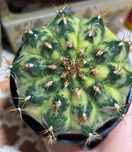 Gymnocalycium mihanovichi