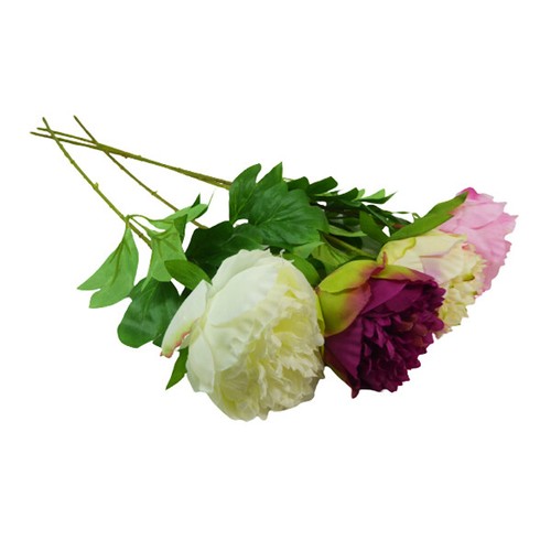 Peonia media fiori - media, cm