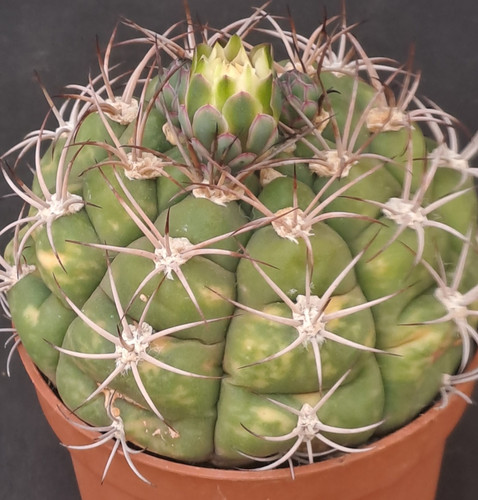 Gymnocalycium saglionis - , f
