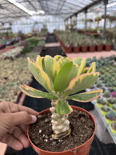 Euphorbia poissinii variegata - euphorbia,