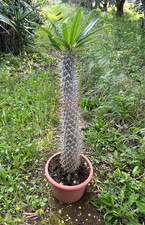 PACHYPODIUM LAMEREI - CACTUS -