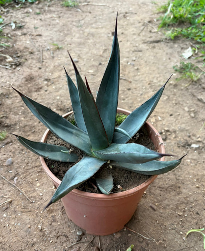 Agave nigra pianta - -,