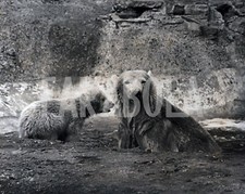 Foto Vintage Animali Uk zoo di Londra Mamma orsa e cucciolo 1950 stampa 20x25 cm